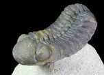 Beautiful Hollardops & Austerops Trilobite Association #67894-7